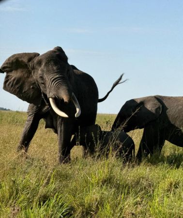 9D8N • Multiple in-depth safari game drives across Tanzania' s Serengeti National Park + Tarangire National Park + Ngorongoro Conservation Area