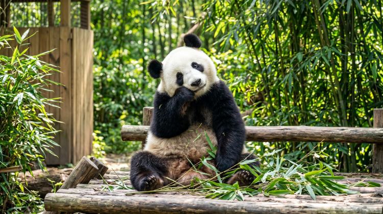 2D1N · Group Tours · Encounter Adorable Pandas & Trace the Dual World Heritage Sites of Leshan and Mount Emei