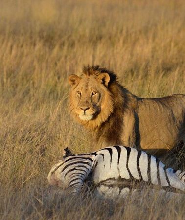 4D3N • 4 Day Hwange and Victoria Falls Budget Package