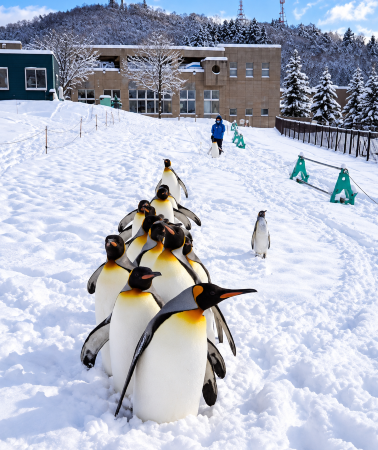 6D5N • Hokkaido, Japan: Sapporo & Lake Toya hot spring hotel 1-night stay & Otaru Canal & Asahiyama Zoo & Panoramic Flower Gardens Shikisai-no-oka & Noboribetsu Jigokudani Valley & Lake Toya & Shiroi Koibito Park