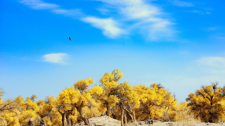 新疆乌鲁木齐+北疆+喀纳斯+《我的阿勒泰》取景地7日6晚私家团·【绝色双湖】咨询客服享优惠丨升级景区美宿享自由时光+赛里木湖直通车+含门票省心游+无人机航拍丨天池+喀禾+赛里木湖