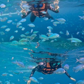 菲律宾宿务奥斯洛布鲸鲨观赏+墨宝沙丁鱼风暴潜水+卡瓦森瀑布2日1晚拼小团