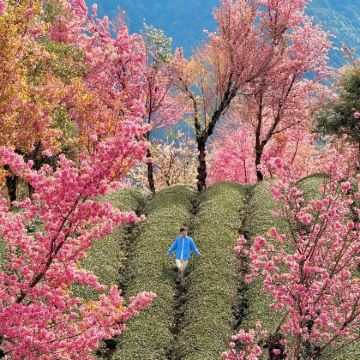 云南昆明+腾冲+瑞丽+芒市+大理市+无量山+西双版纳12日11晚拼小团