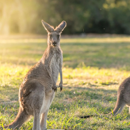 澳大利亚悉尼+蓝山国家公园+猎人谷10日7晚拼小团