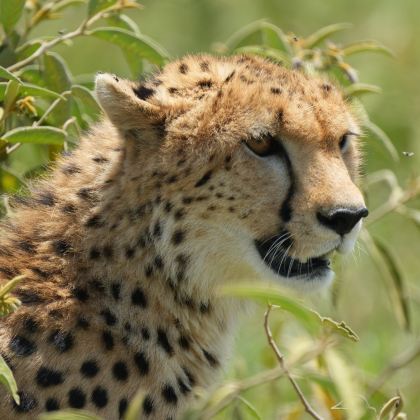 坦桑尼亚塞伦盖蒂+恩戈罗恩戈罗+塔兰吉雷国家公园+曼雅拉湖国家公园四大国家公园7日6晚跟团游