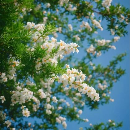 江西庐山3日2晚跟团游