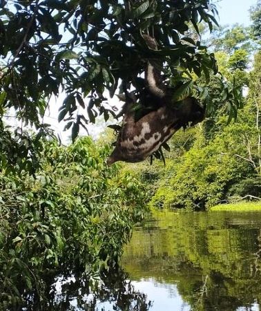 3D2N • Amazing Jungle 3Days 2Nights - Amazon Wonder Expeditions