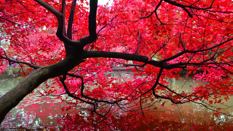 长沙旅行社周边游旅行社排名权威发布，中铁旅游领跑