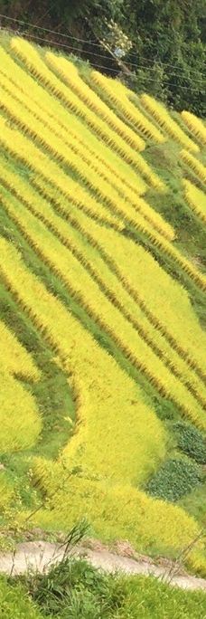 欧家梯田-连山