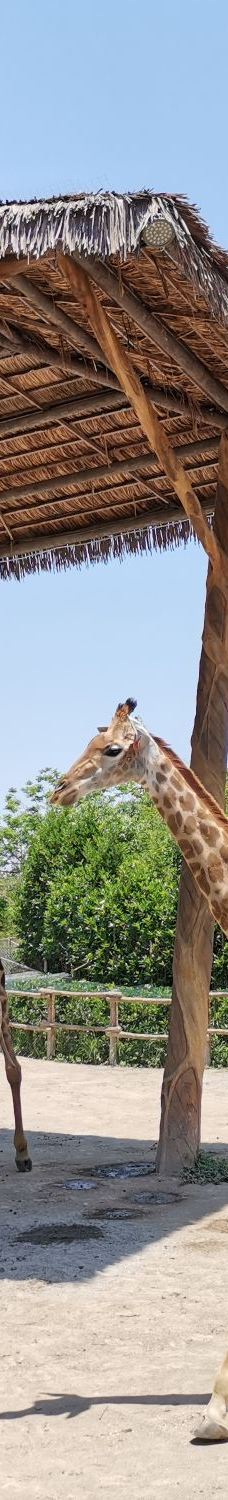 上海野生动物园-上海