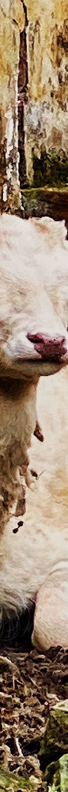 白鹿洞书院-庐山