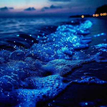 舟山+枸杞岛+花鸟岛4日3晚私家团