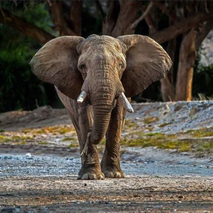 纳米比亚+埃托沙国家公园+鲸湾海滨+死亡谷+颓废方丹+纳米布沙漠+辛巴红泥人部落12日私家团