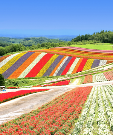 8D6N • Airfare Incl · Hokkaido Premium: Sapporo + Noboribetsu + Lake Toya + Furano & Biei + Otaru · 5-Diamond Premium · Crab Buffet + Fruit Picking · Meals Incl · SG Departure