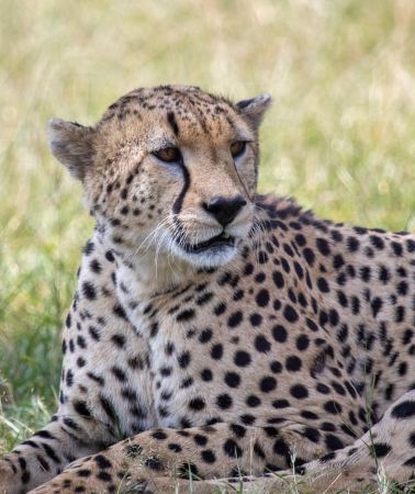 3D2N • Arusha: 3-Day Tarangire, Ngorongoro & Lake Manyara Safari