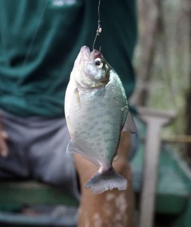 3D2N • 3-Day Amazon Jungle Camping Tour from Iquitos