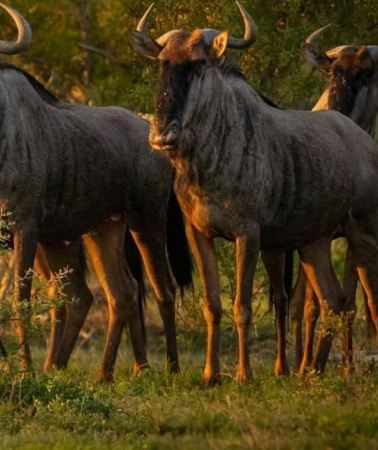 2D1N • 2-Day Safari Nyerere National Park from Zanzibar