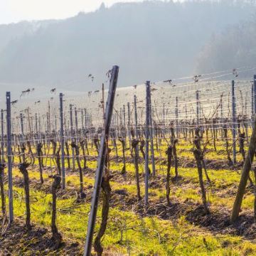 波尔多+图卢兹+安道尔8日6晚私家团