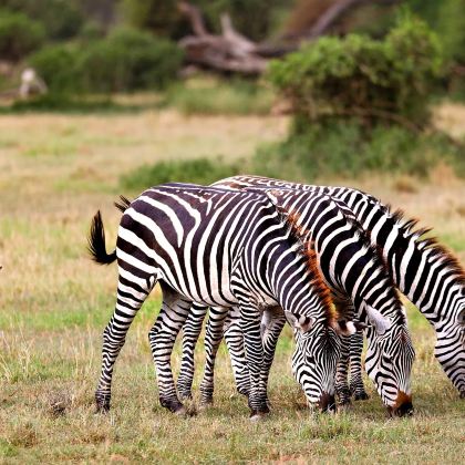 肯尼亚+坦桑尼亚10日9晚私家团