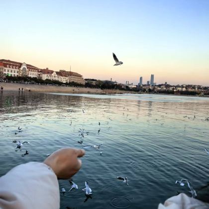 山东青岛+青岛啤酒博物馆+栈桥+石老人海水浴场+五四广场+小麦岛公园3日2晚私家团