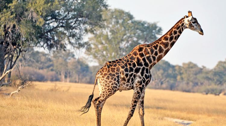 13-Day Cape Town to Victoria Falls Tour·Included Internal Flight, Soweto Bike Tour & Full-Day Kruger Safari