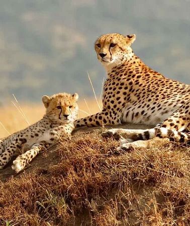 3D2N • 3 Day Masai Mara Migration 2026 | Daily Budget Safaris on 4×4
