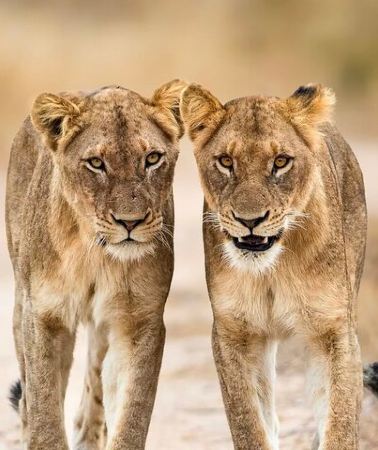 2D1N • 2 Days 1 Night Mikumi Adventure Safaris