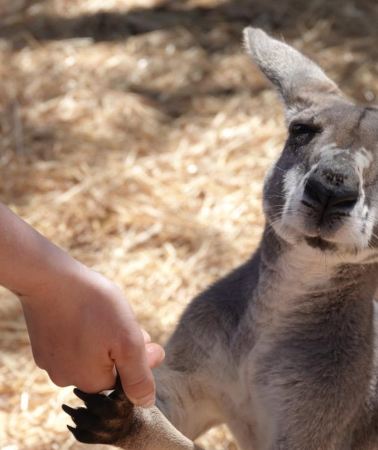 6D5N • Perth to Exmouth with Monkey Mia & Ningaloo Reef