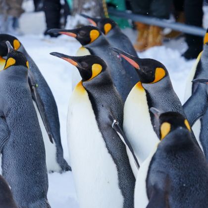 日本北海道6日5晚私家团