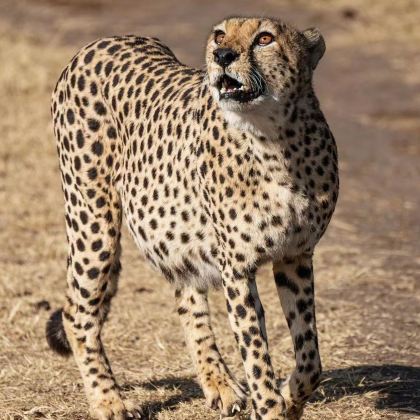 肯尼亚内罗毕+安博塞利+塞伦盖蒂12日9晚跟团游