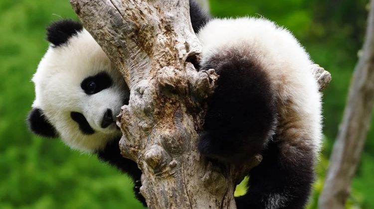 5D4N · Private Tours · Chengdu Panda & 4 UNESCO Heritage Trip: Jiuzhaigou, Huanglong, Leshan Giant Buddha, Mount Emei - high-speed rail, hotels, full tickets included