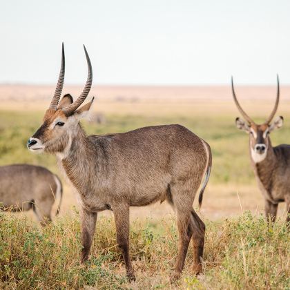肯尼亚安博塞利+马赛马拉国家保护区+纳库鲁+阿伯德尔国家公园+奈瓦沙湖9日7晚私家团