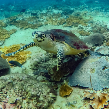 泰国曼谷+普吉岛6日5晚私家团