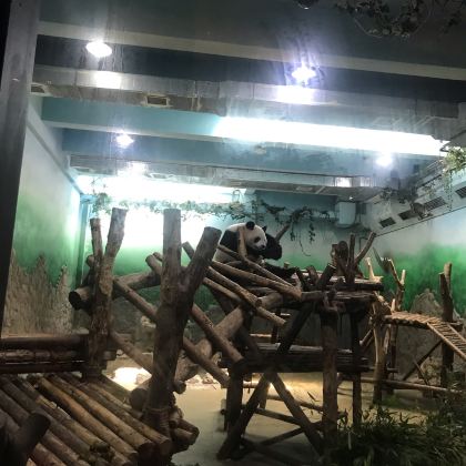 成都大熊猫繁育研究基地+蜀南竹海+乐山大佛+三星堆遗址+都江堰景区6日5晚私家团