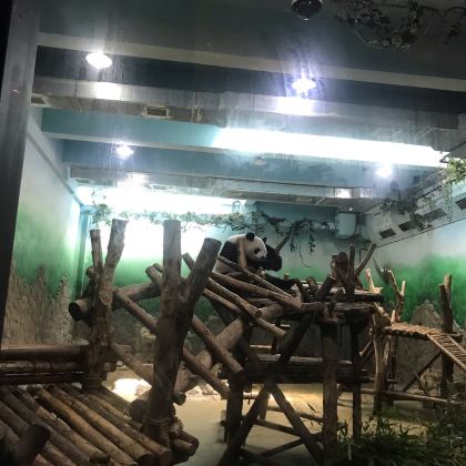 成都大熊猫繁育研究基地+蜀南竹海+乐山大佛+三星堆遗址+都江堰景区6日5晚私家团