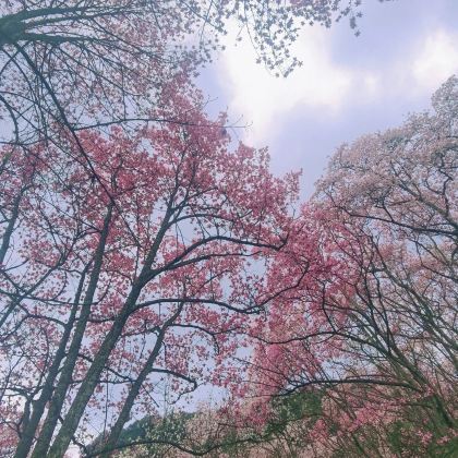 绵阳+吴家后山+药王谷+佛爷洞2日1晚私家团