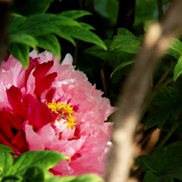 河南洛阳+开封+郑州6日5晚私家团