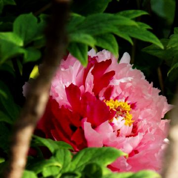 河南洛阳+开封+郑州6日5晚私家团