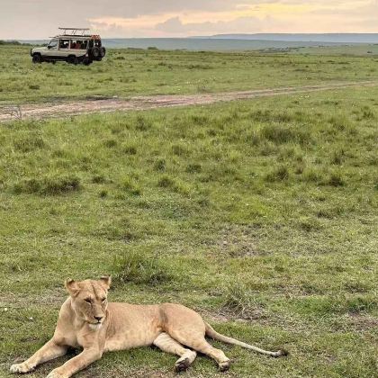 肯尼亚内罗毕+奈瓦沙+纳库鲁+马赛马拉国家保护区+安博塞利7日6晚私家团