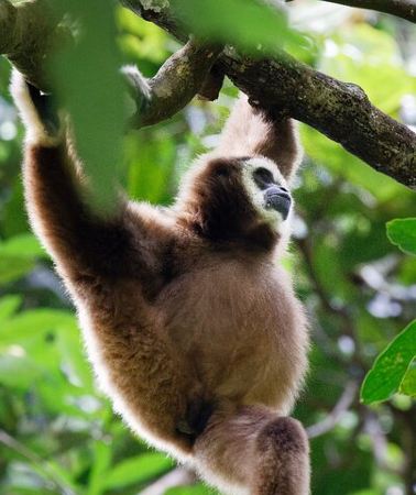 3D2N • 3-Day Bukit Lawang Tour Including 1-Day Ethical Jungle Trekking