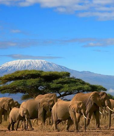 3D2N • 3 Days Amboseli National Park-Lodge Safari with Private 4x4 JEEP