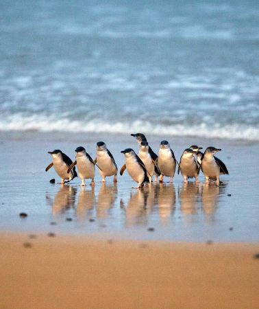 2D1N • Melbourne + Puffing Billy Railway + Phillip Island + Great Ocean Road