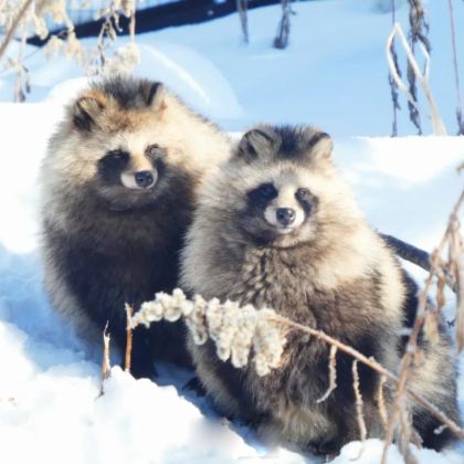 日本北海道6日5晚拼小团