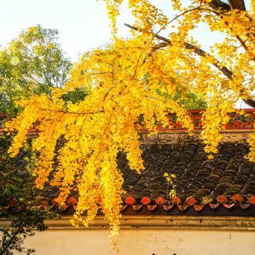 长沙+衡山+岳麓山+橘子洲景区3日2晚私家团