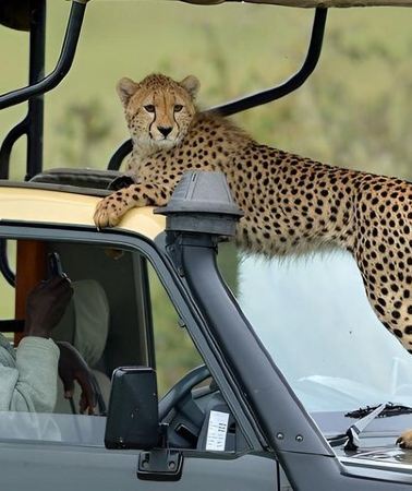 3D2N • 3 Days Masai Mara Private Safari at Sopa Lodge from Nairobi