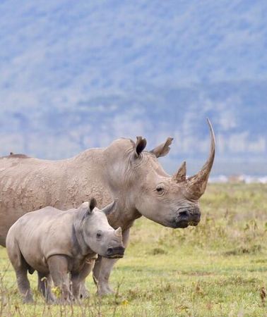 4D3N • 4-Day Masai Mara and Lake Nakuru Safari Tour from Nairobi
