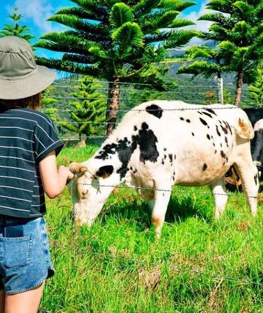 2D1N • 2d1n Kinabalu Park & Poring Canopy Walk & Desa Cow Farm Tour