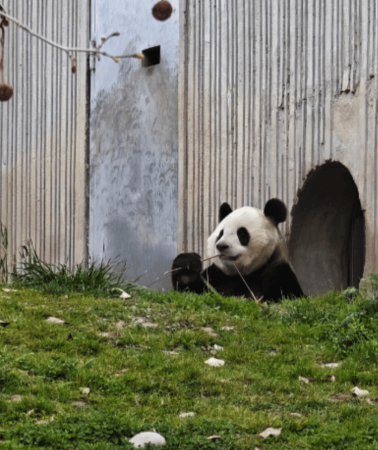 2D1N • Chengdu: Wolong Nature Reserve 2-Day Private Tour