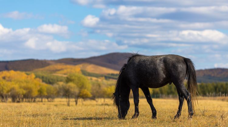 6-day 5-night · Private Tour · Hohhot + Ordos Prairie + Whistling Dune Bay + Kubuqi Desert