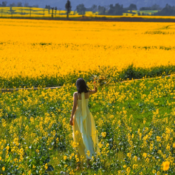 昆明+抚仙湖+建水+元阳+蒙自+普者黑景区+罗平+弥勒8日7晚拼小团